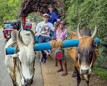 bullock-cart-ride